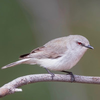 Western Gerygone